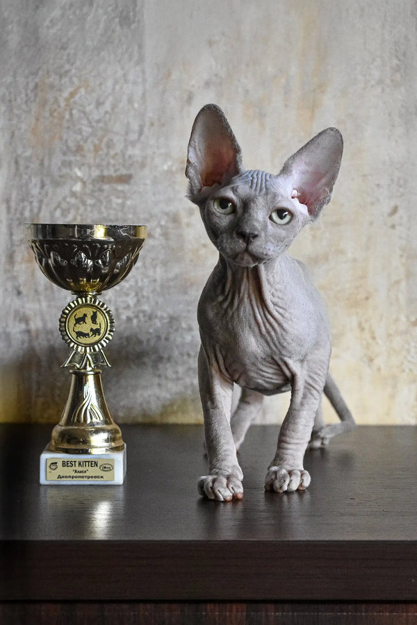 Hairless gray Sphynx kitten holding a shiny trophy for the Basta product showcase