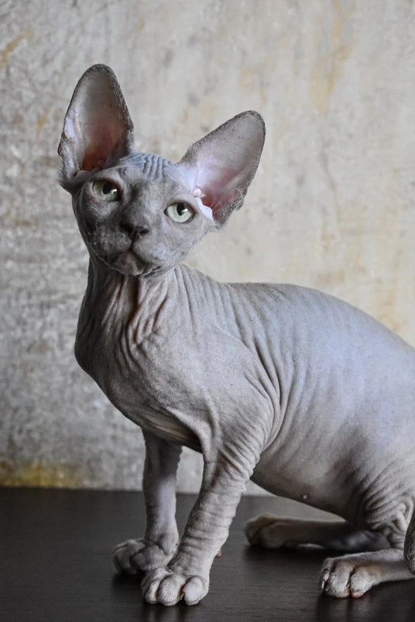 Wrinkled gray Sphynx cat in Basta Elf Sphynx Kitten product display