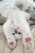 Batik | siberian kitten