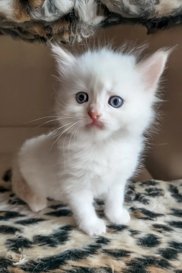 Batik | siberian kitten