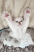 Batik | siberian kitten
