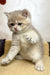 Baxik | scottish straight kitten