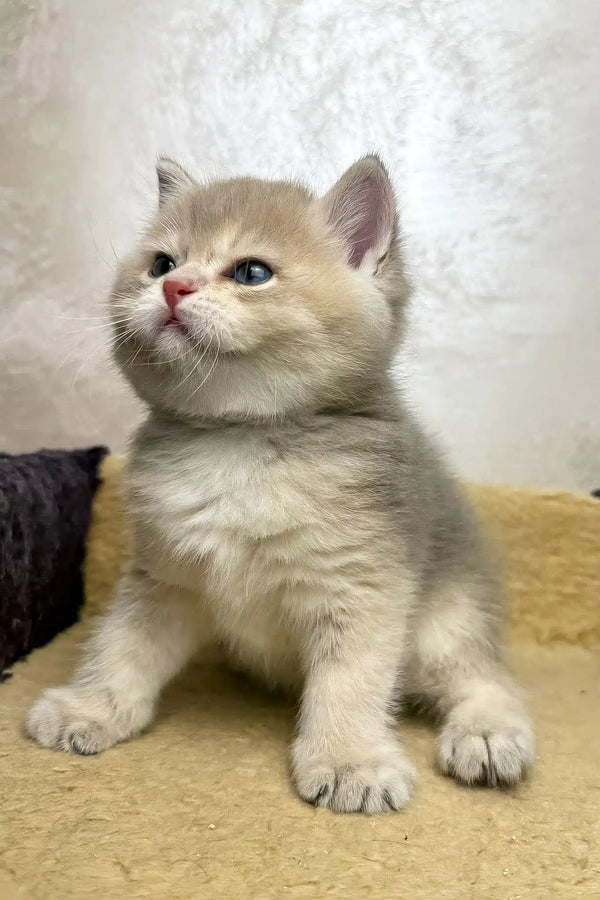 Baxik | scottish straight kitten