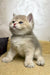 Baxik | scottish straight kitten