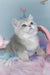 Baxik | scottish straight kitten