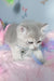 Baxik | scottish straight kitten