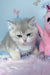 Baxik | scottish straight kitten