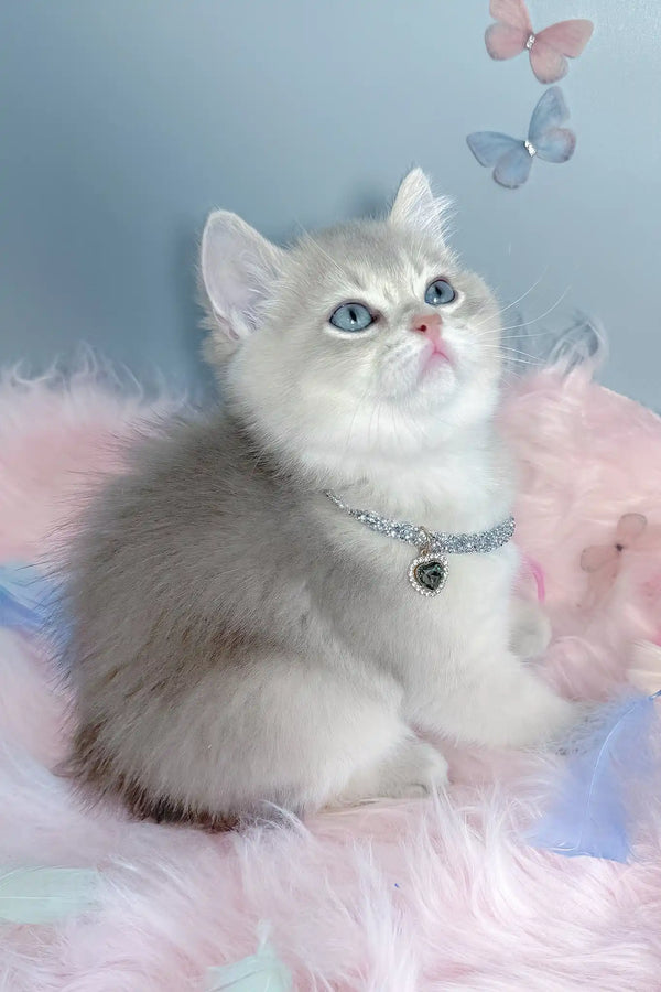 Baxik | scottish straight kitten