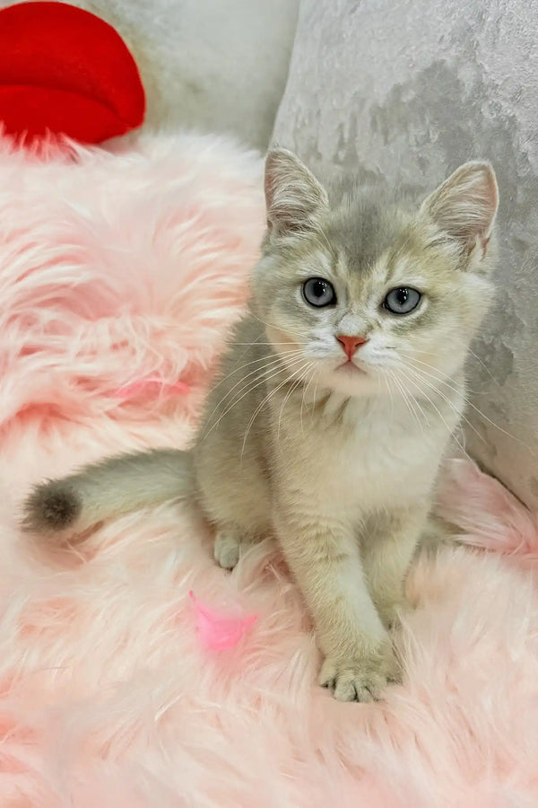 Baxik | scottish straight kitten