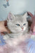 Baxik | scottish straight kitten