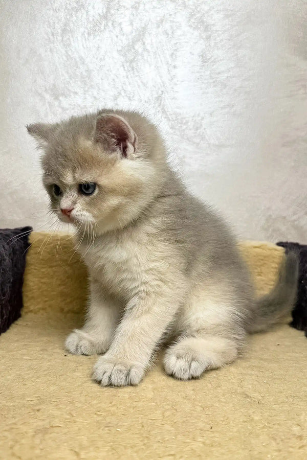 Baxik | scottish straight kitten