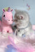 Baxik | scottish straight kitten