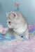 Baxik | scottish straight kitten