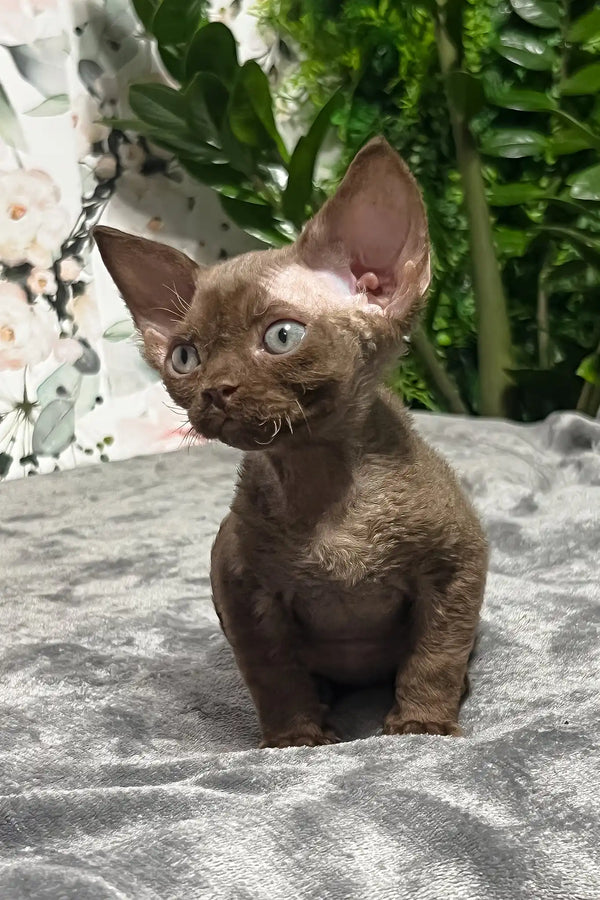 Baxter | devon rex kitten