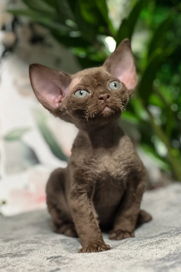 Baxter | devon rex kitten