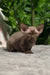 Baxter | devon rex kitten