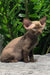 Baxter | devon rex kitten