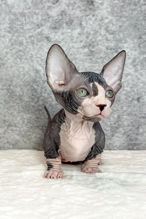 Baylee | bambino sphynx kitten