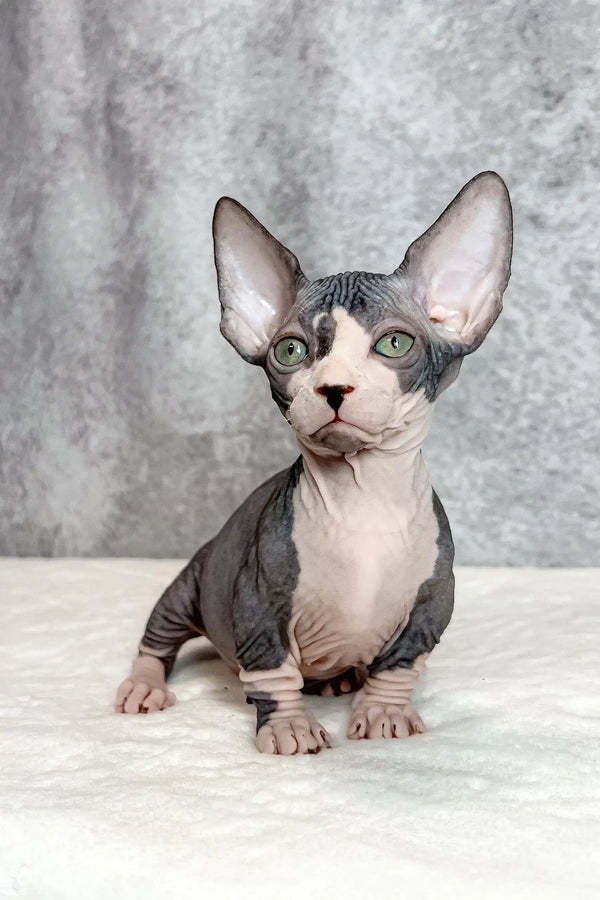 Baylee | bambino sphynx kitten