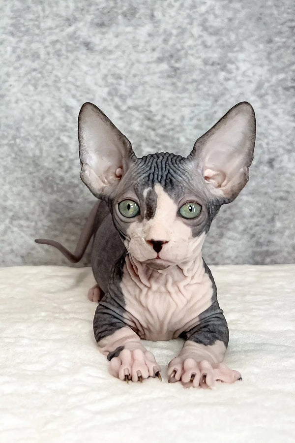 Baylee | bambino sphynx kitten