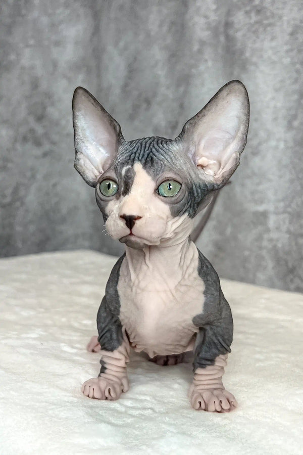 Baylee | bambino sphynx kitten