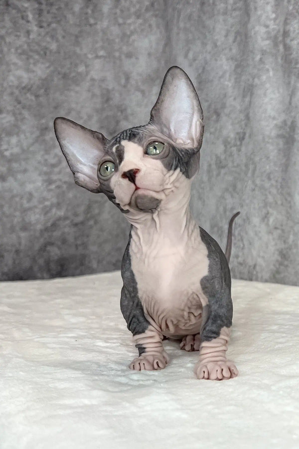 Baylee | bambino sphynx kitten
