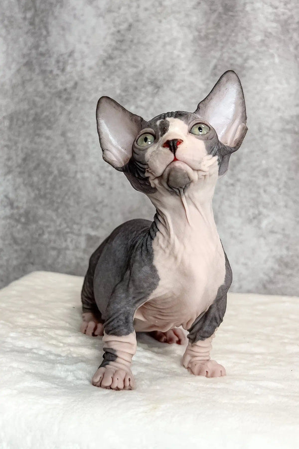 Baylee | bambino sphynx kitten