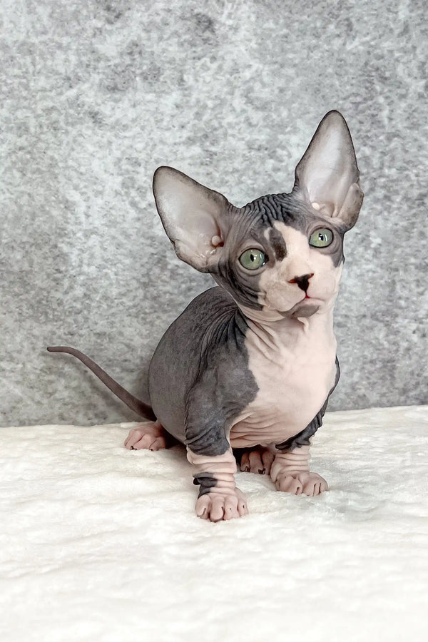 Baylee | bambino sphynx kitten