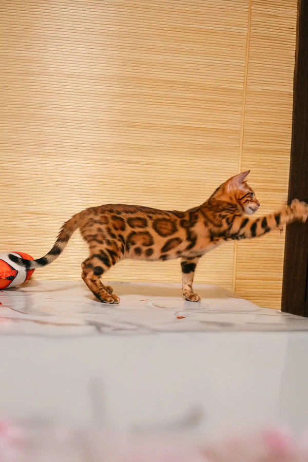 Bengal cat with spotted coat happily playing with a toy in Bayllor Bengal Kitten