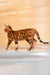 Bengal cat with leopard-like rosette patterns from Bayllor Bengal Kitten