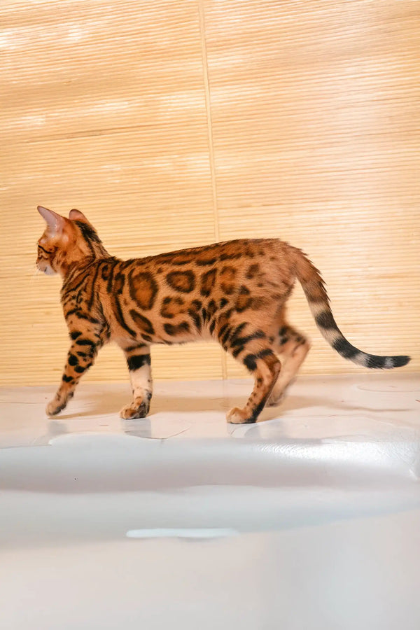 Bengal cat with leopard-like rosette patterns from Bayllor Bengal Kitten