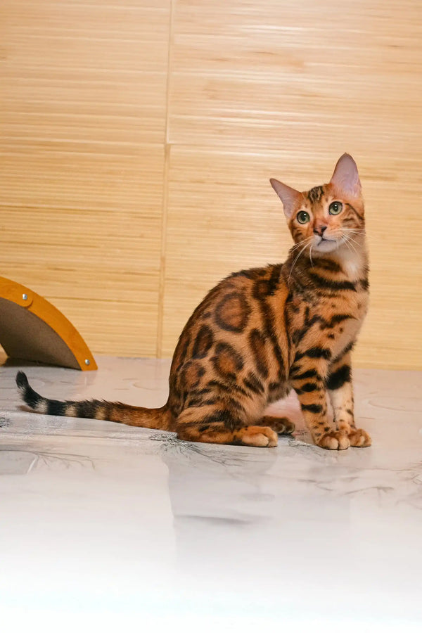 Bengal cat with rosette markings sitting alert for Bayllor Bengal Kitten product