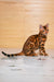 Bengal cat with rosette markings featured in Bayllor Bengal Kitten product