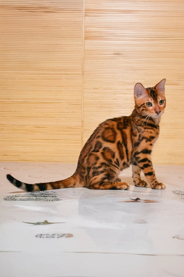 Bengal cat with rosette markings featured in Bayllor Bengal Kitten product