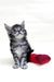 Adorable gray tabby Maine Coon kitten next to a red heart-shaped cushion