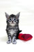 Adorable Gray Tabby Kitten next to a red heart pillow, perfect Maine Coon companion