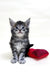 Adorable Maine Coon kitten sitting next to red heart-shaped pillow