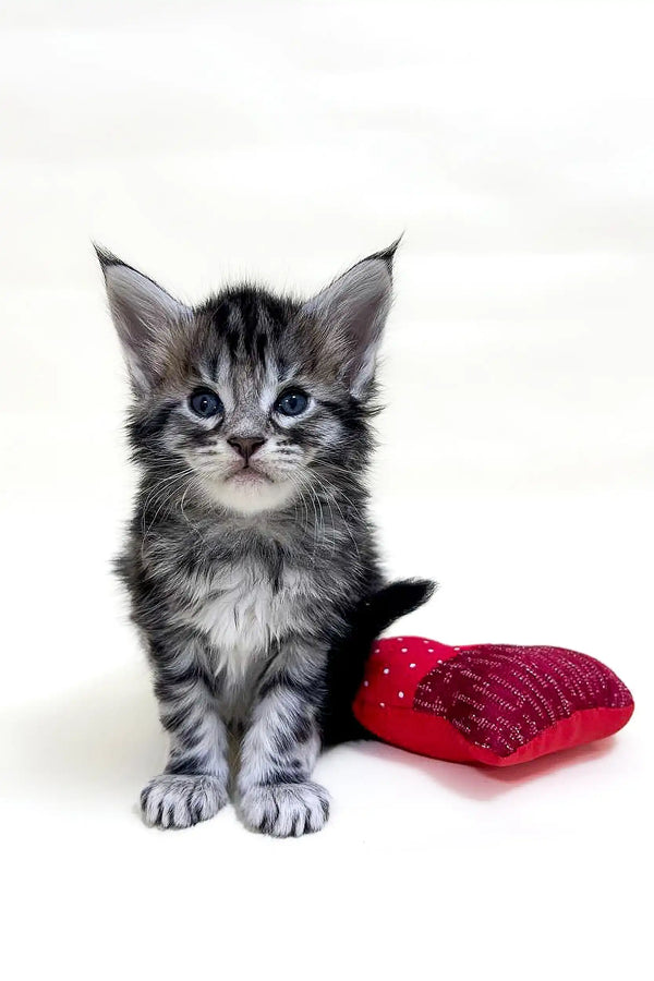 Adorable gray tabby Maine Coon kitten snuggles beside a cute red heart pillow