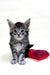 Adorable gray tabby Maine Coon kitten lounging by a red heart-shaped pillow