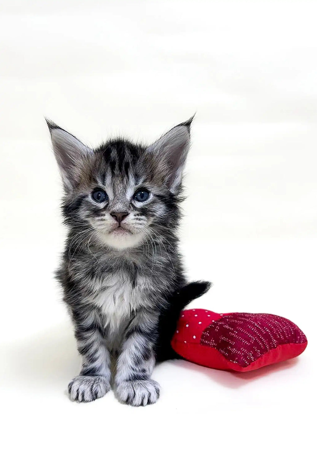 Maine Coon Kittens for Sale Bean | Kitten