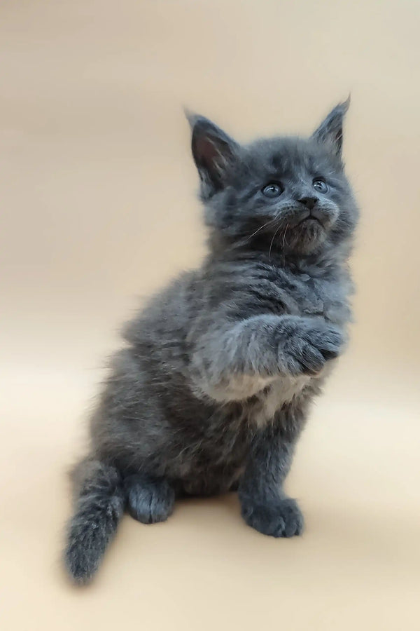 Fluffy gray Maine Coon kitten named Bear looking adorable and playful