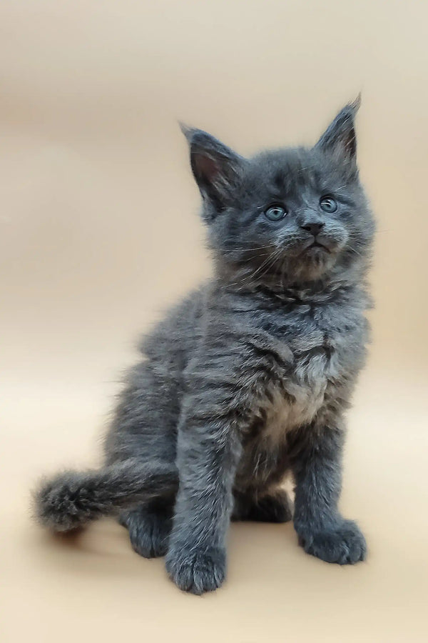 Gray fluffy kitten named Bear from the Maine Coon breed, super cute and cuddly