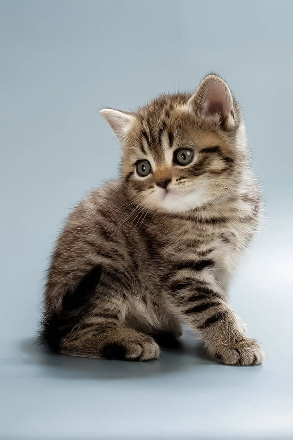 Beatrice | british shorthair kitten