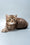 Beatrice | British Shorthair Kitten