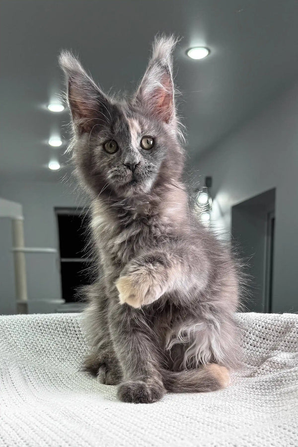 Fl fluffy grey Maine Coon kitten with cute ear tufts in Beautiful Maine Coon Kitten product