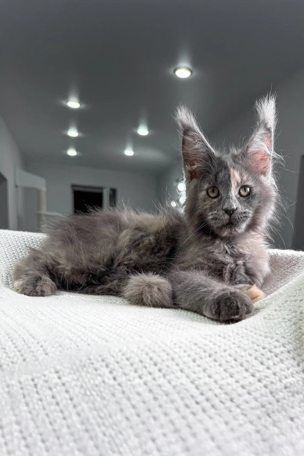 Gray Maine Coon cat relaxing on white textured surface in Beautiful Maine Coon Kitten product