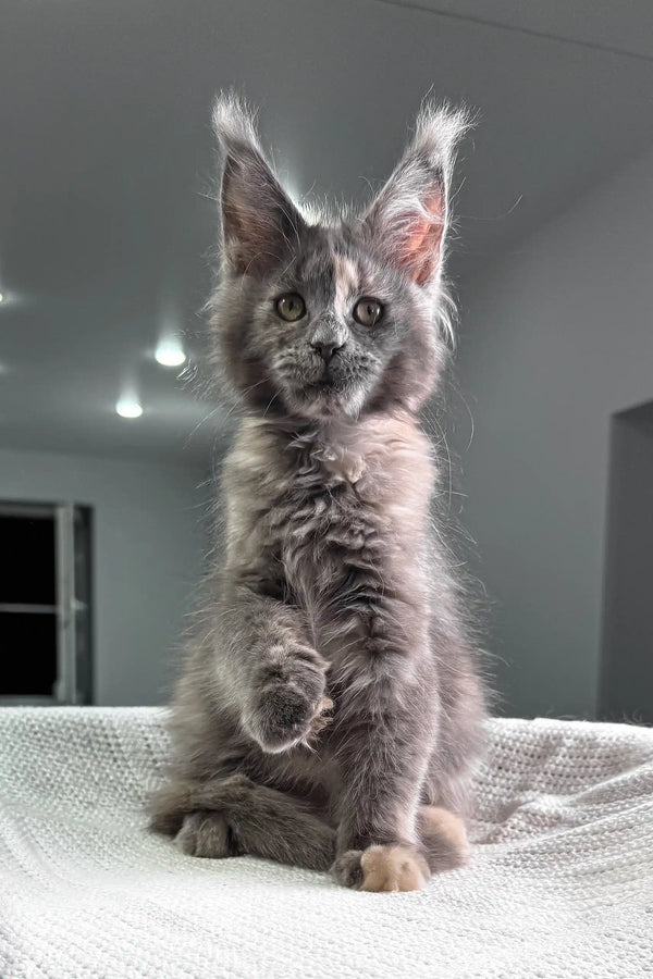 Gray Maine Coon kitten with ear tufts and fluffy fur in Beautiful Maine Coon Kitten product