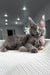 Gray Maine Coon cat relaxing on a white textured surface, part of Beautiful Maine Coon Kitten