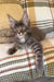 Cute Gray Maine Coon Kitten from Beauty collection, ready to steal your heart!