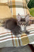 Gray Maine Coon kitten from the Beauty collection perfect for cat lovers